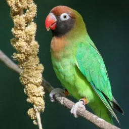 Schwarzwangen-Liebesvogel