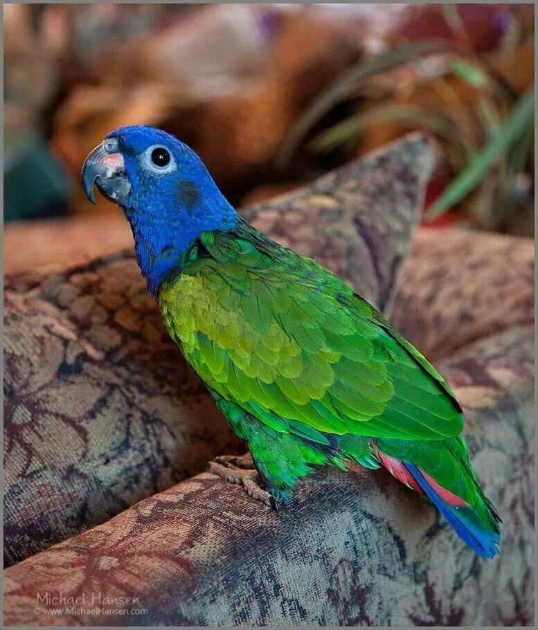 Blaukopfpapagei