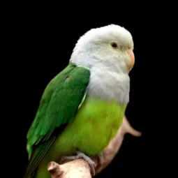 Graukopf-Liebesvogel