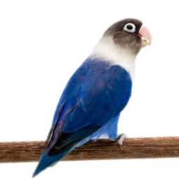 Liebesvögel