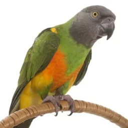 Senegalpapagei